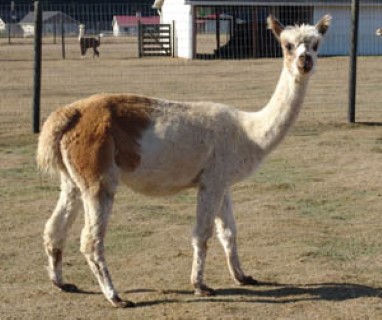 Alpaca For Sale - Reina Thunder at Alpacas of Royalwood Farm